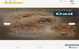 Cavapoo dogs for sale: Miniature cavapoo  - Image 11
