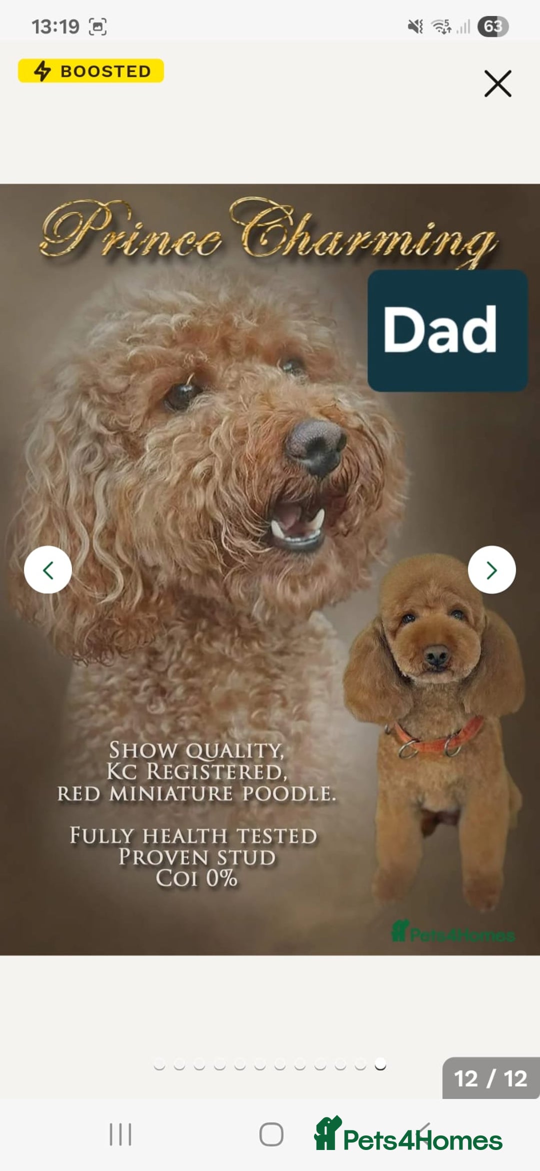 Cavapoo dogs for sale: Miniature cavapoo  - Image 11