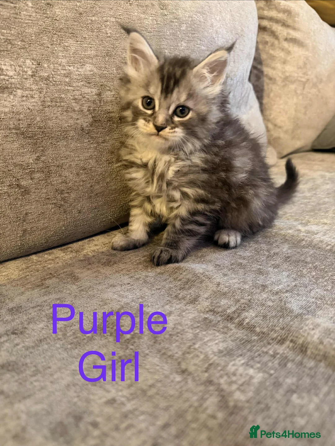 Maine Coon cats for sale: Pure maine coons kittens 2bs 3gs ready 14/2/26 - Advert 20