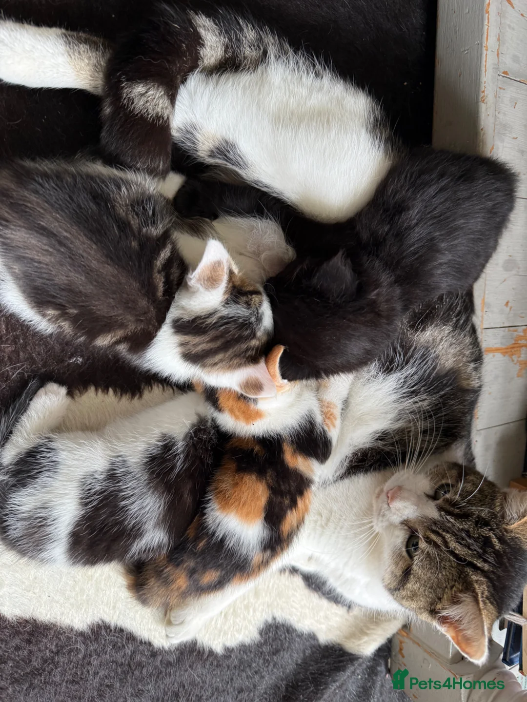 Mixed Breed cats for sale: 4 Adorable Kittens ready to go to new homes - Advert 17