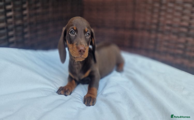 Miniature Dachshund dogs - Advert 10