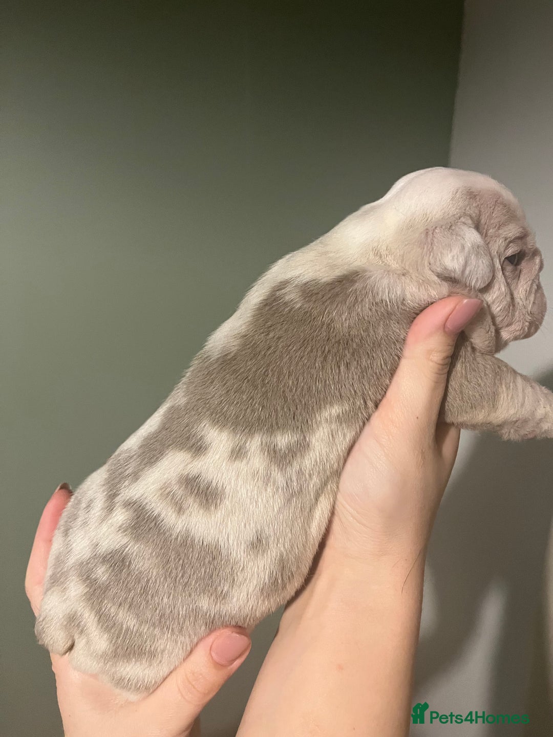 Olde English Bulldogge dogs for sale: Old English bulldog  - Advert 5