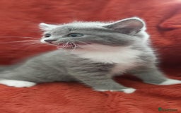British Shorthair cats for sale: British short hair kittens  - Image 5