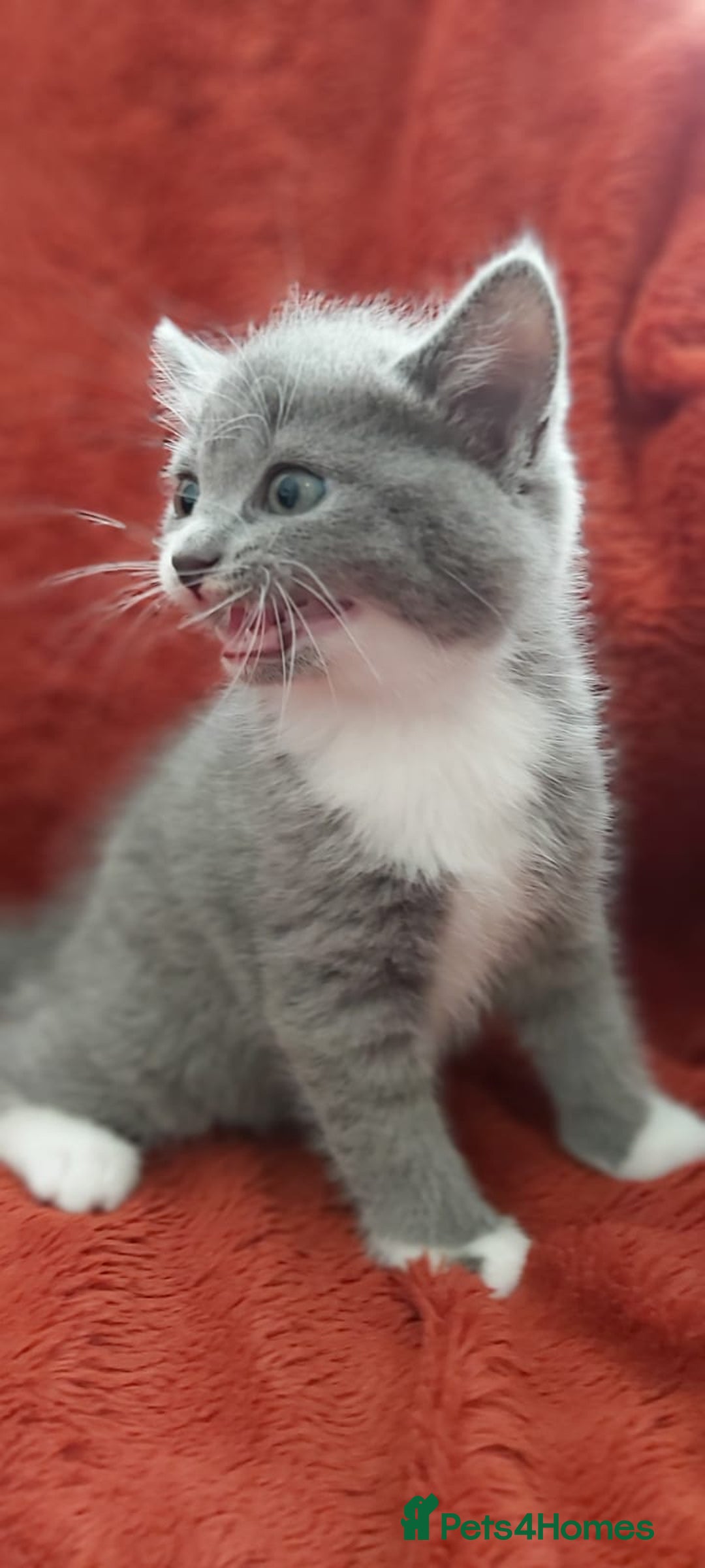 British Shorthair cats for sale: British short hair kittens  - Image 5