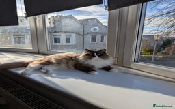 Ragdoll cats for sale: Beautiful Ragdoll Cats – Milo & Caramella - Advert 8