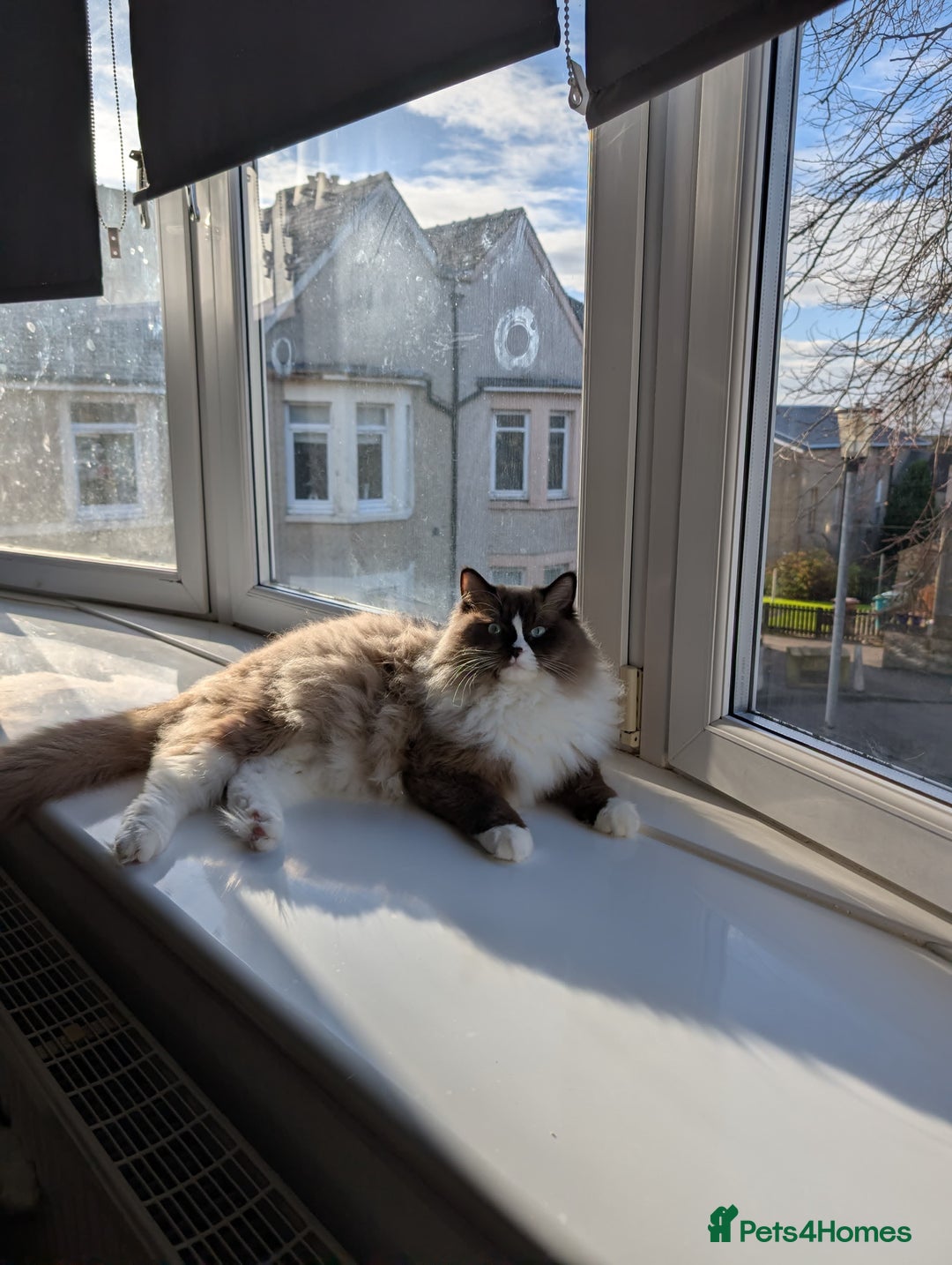 Ragdoll cats for sale: Beautiful Ragdoll Cats – Milo & Caramella - Advert 8