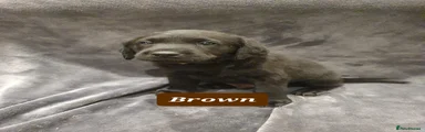 Labrador Retriever Puppy Brown