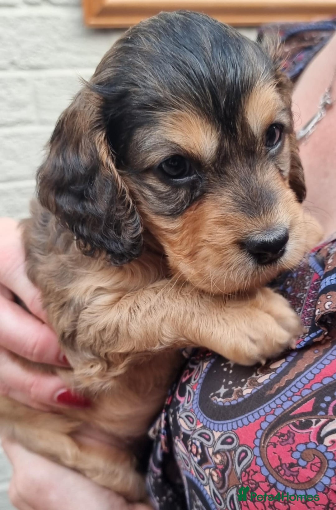 Cockapoo dogs for sale: Cockapoo's - Image 40