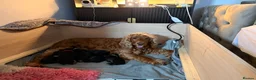 Cocker Spaniel dogs for sale: Outstanding KC Show Type Cocker Spaniel puppies in Runcorn - Advert 1