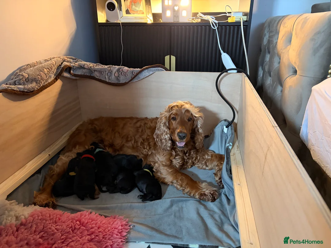 Cocker Spaniel dogs for sale: Outstanding KC Show Type Cocker Spaniel puppies in Runcorn - Advert 1
