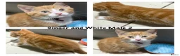 Mixed Breed cats for sale: Last Black and White Female (Ready Now) - Advert 2