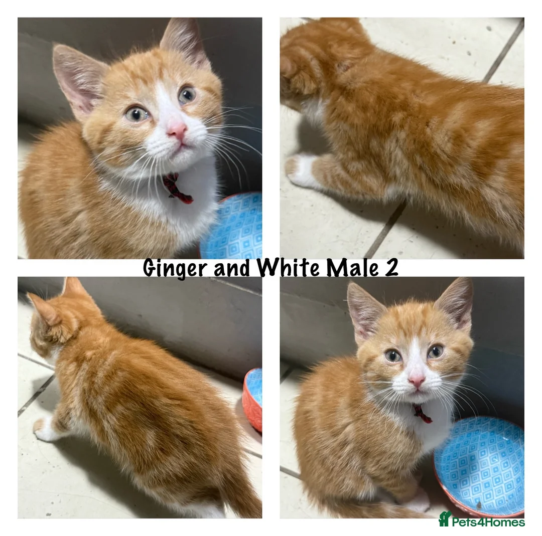 Mixed Breed cats for sale: Last Black and White Female (Ready Now) - Advert 2