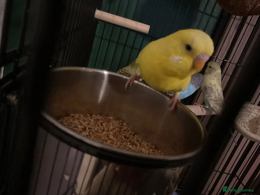 Budgerigars birds for sale: 2 beautiful female budgies  - Advert 4