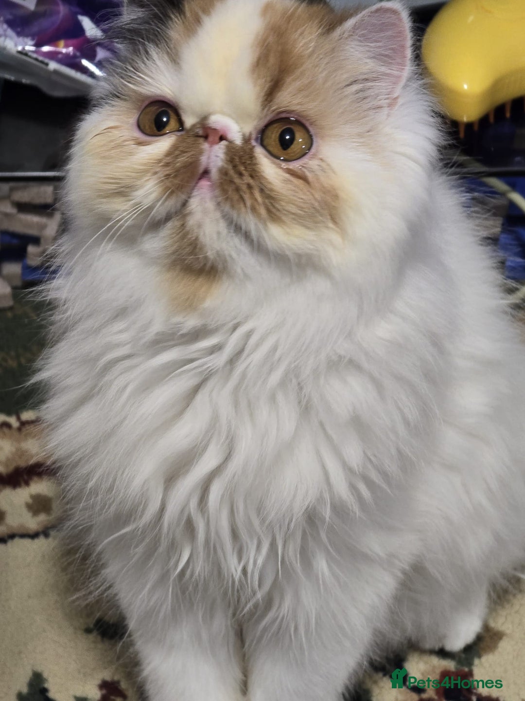 Persian cats for sale: Beautiful Persian Queen for Loving forever home - Image 7
