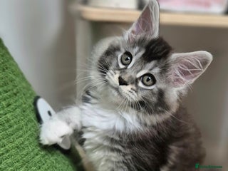 Maine Coon cats 🎀 Outstanding GCCF Pedigree Maine Coon Kitten 🎄 - Advert 3