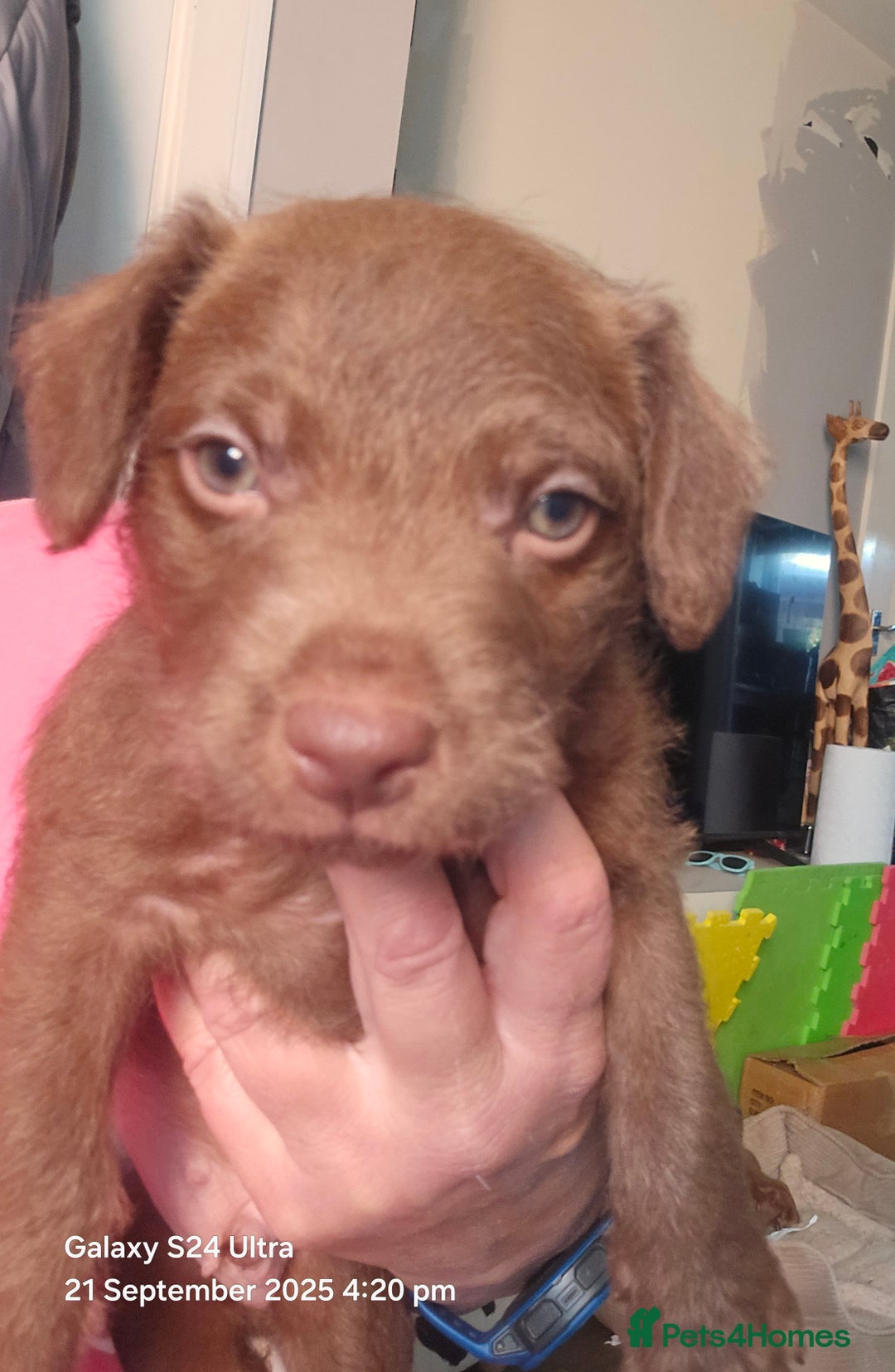 Patterdale Terrier dogs for sale: Adorable Chocolate Patterdale Terrier  - Image 3