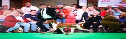 Bracco Italiano dogs for sale: Superb Bracco Italiano puppies due  - Advert 5
