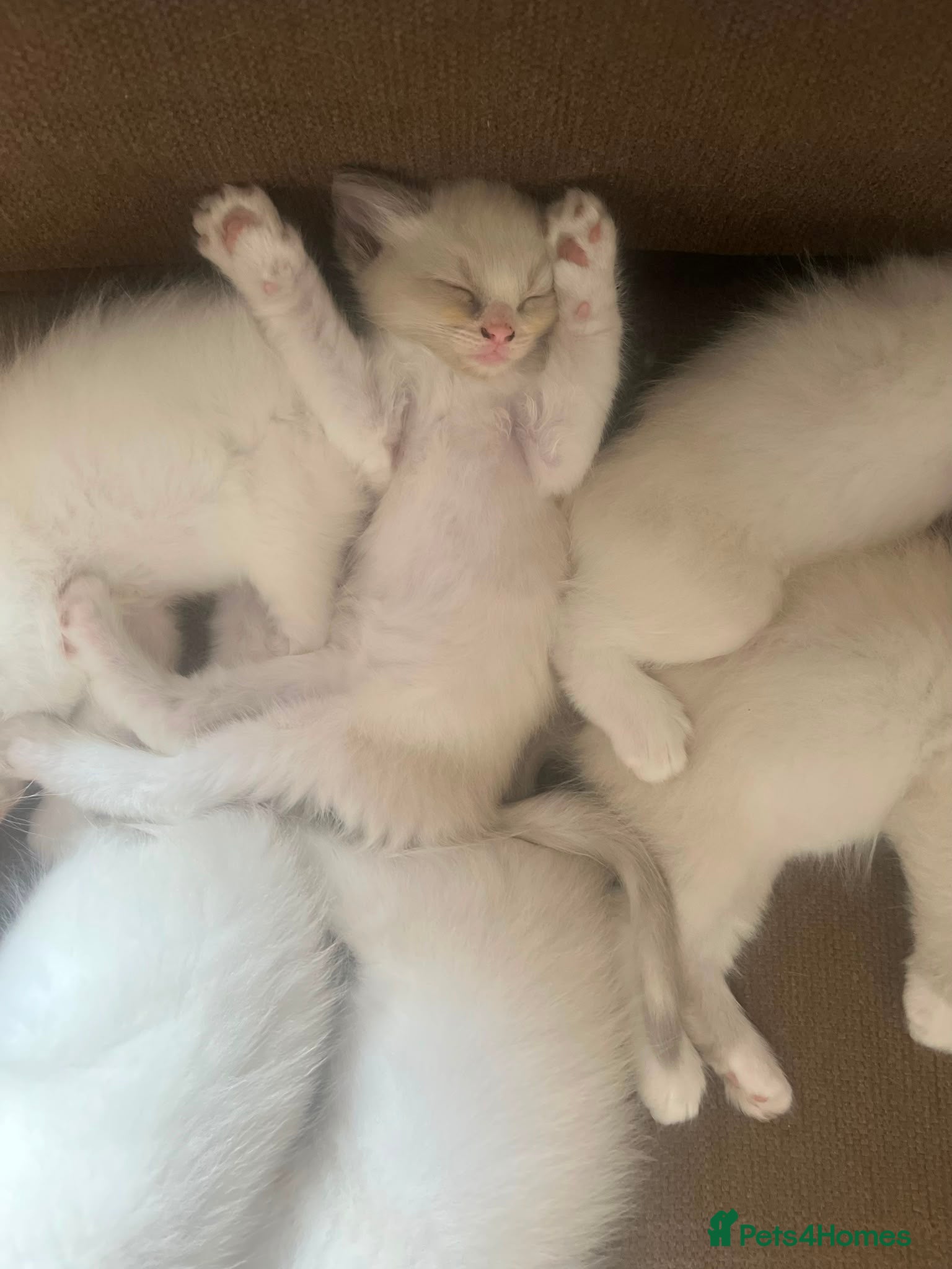Ragdoll cats 🐾 Beautiful Ragdoll Kittens – 7 Available 🐾 - Advert 2