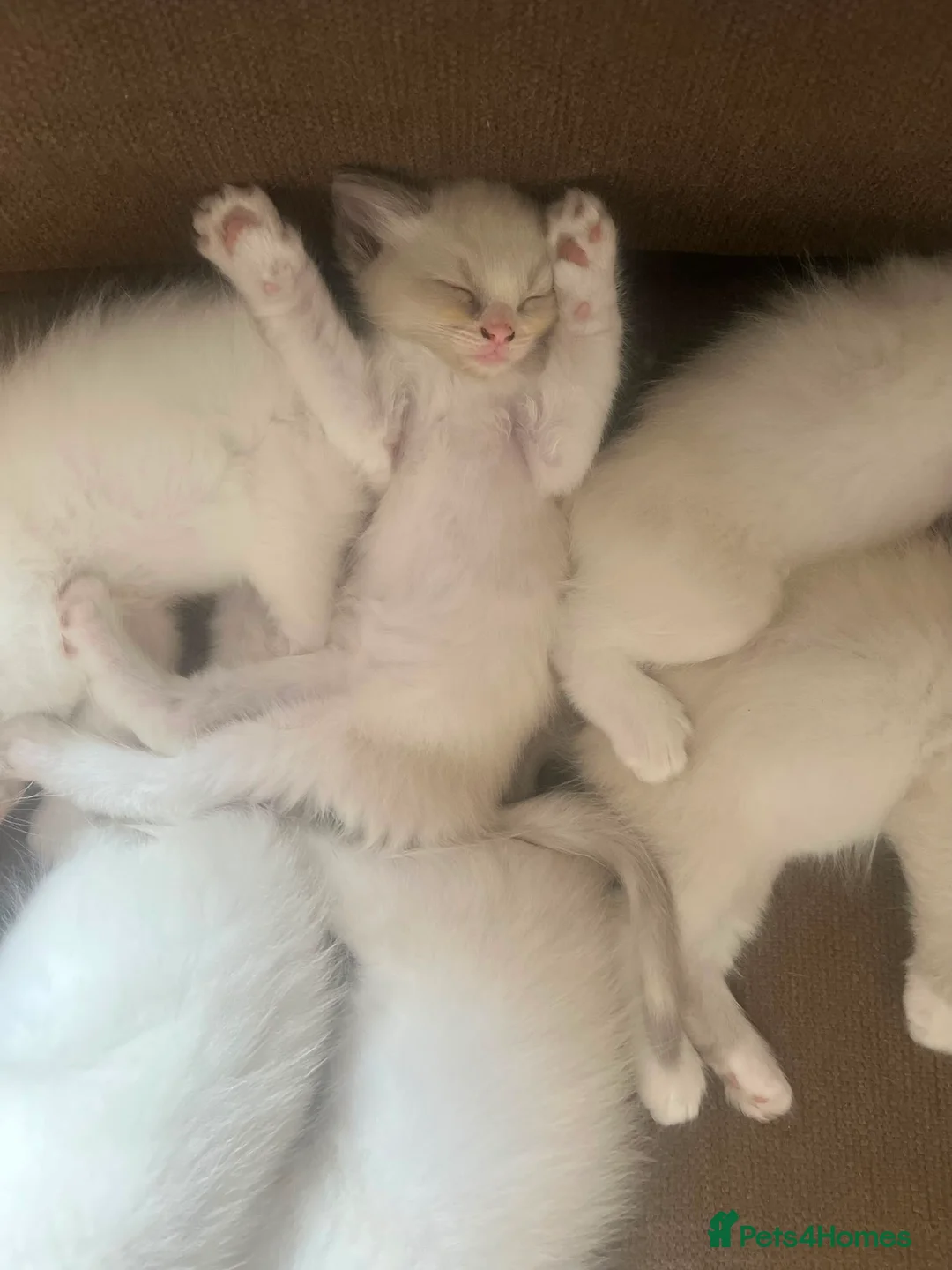 Ragdoll cats for sale: 🐾 Beautiful Ragdoll Kittens – 7 Available 🐾 - Advert 2