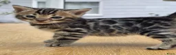 Bengal cats for sale: 🐆 2 BEAUTIFUL TICA BENGAL GIRLS – £1,200 EACH 🐆 - Advert 21