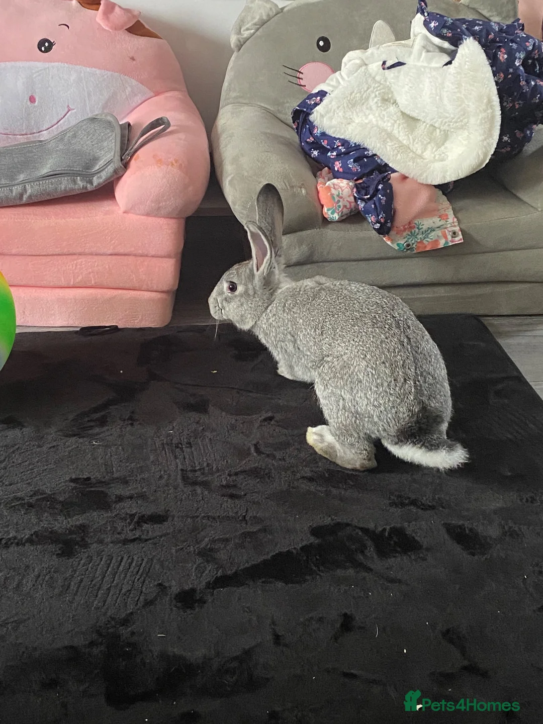 New Zealand rabbits for sale: New Zealand baby’s  - Advert 10