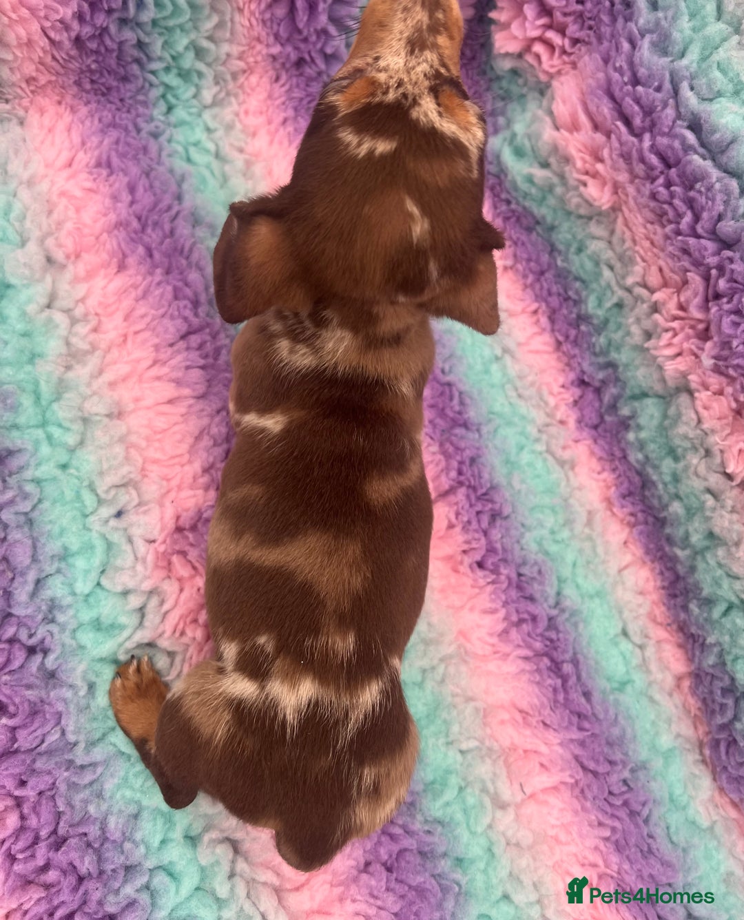 Miniature Dachshund dogs for sale: Miniature Dachshund Boys and Girls From £700 - Image 5