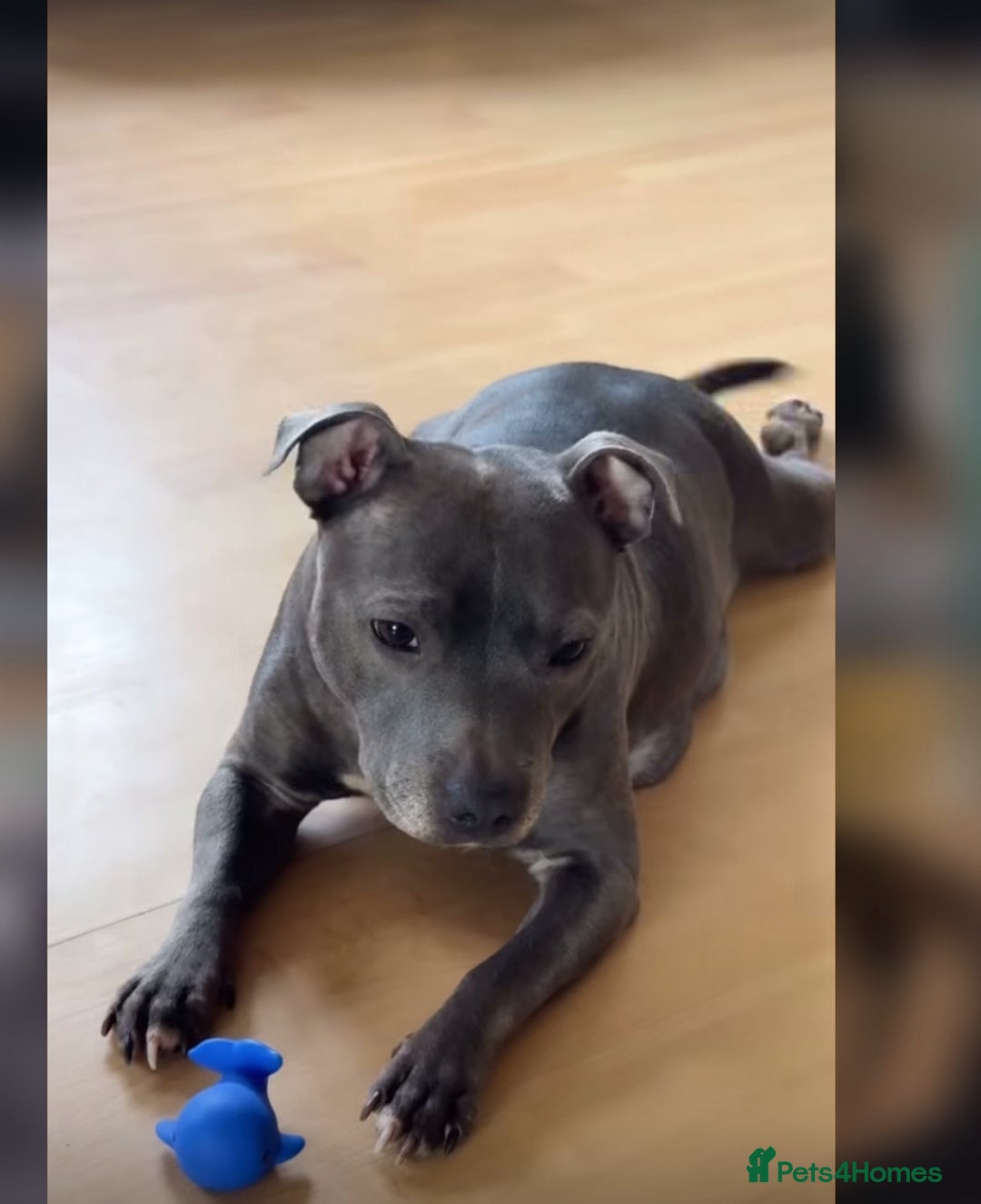 Staffordshire Bull Terrier dogs for sale: Outstanding  %100 Health Tested Staffy Puppies - Advert 5