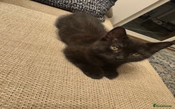 Mixed Breed cats for sale: Adorable Black / Brown Female Kitten, ready now. - Image 5