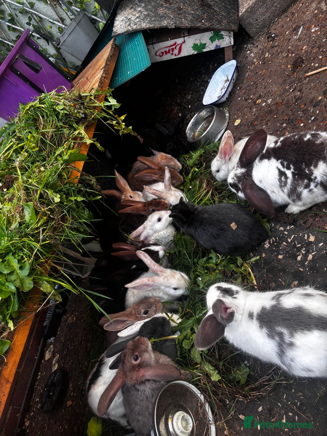 Mixed Breed rabbits for sale: Rabbits 🐇  - Advert 4