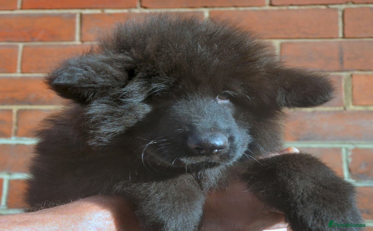 German Shepherd dogs KC REG READY NOW SUPER STUNNING  HUNKY BLACK BOY  - Advert 3