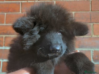 German Shepherd dogs KC REG READY NOW SUPER STUNNING HUNKY BLACK BOY - Advert 2