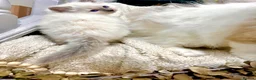 Ragdoll cats for sale: Ragdolls - Advert 4
