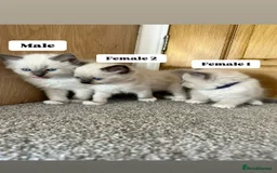 Ragdoll cats for sale: Purebred Ragdoll Kittens Looking for Forever Homes - Image 2
