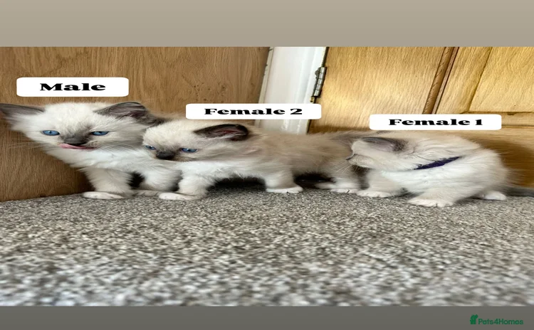 Ragdoll cats - Advert 8