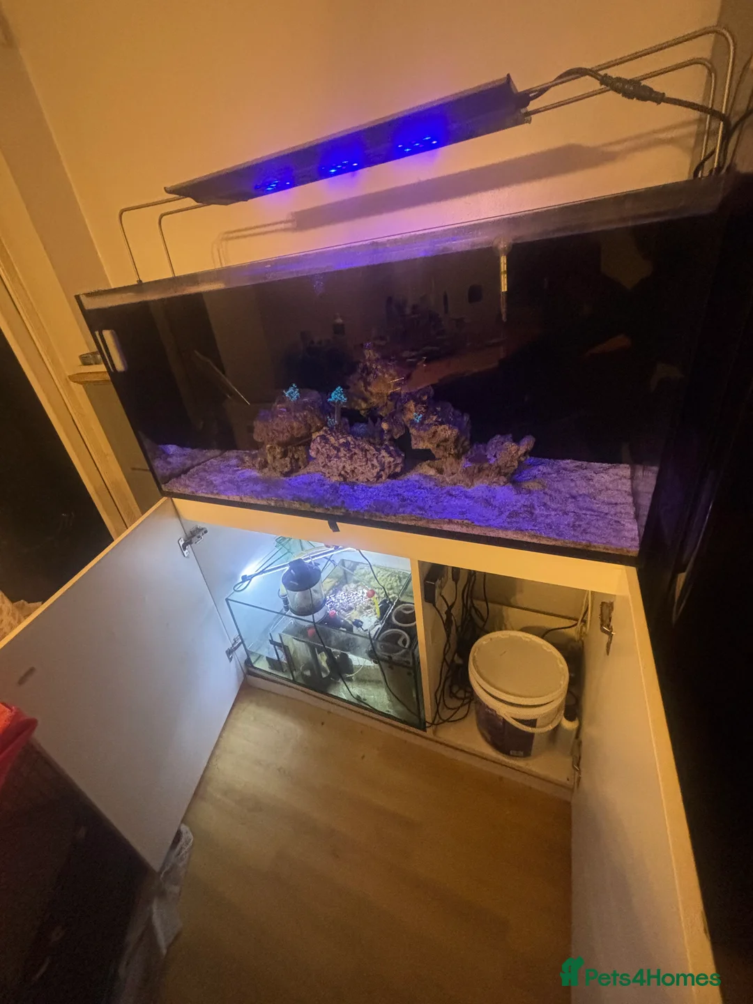 Angelfish fish for sale: Marine fish  - Advert 2