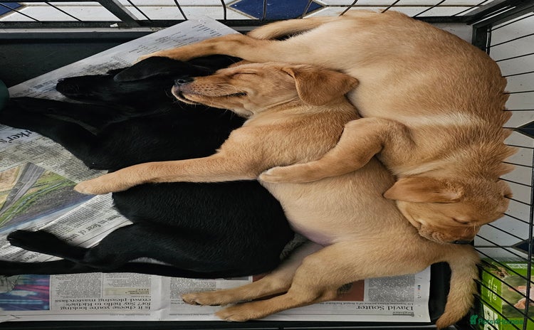 Labrador Retriever dogs - Advert 1