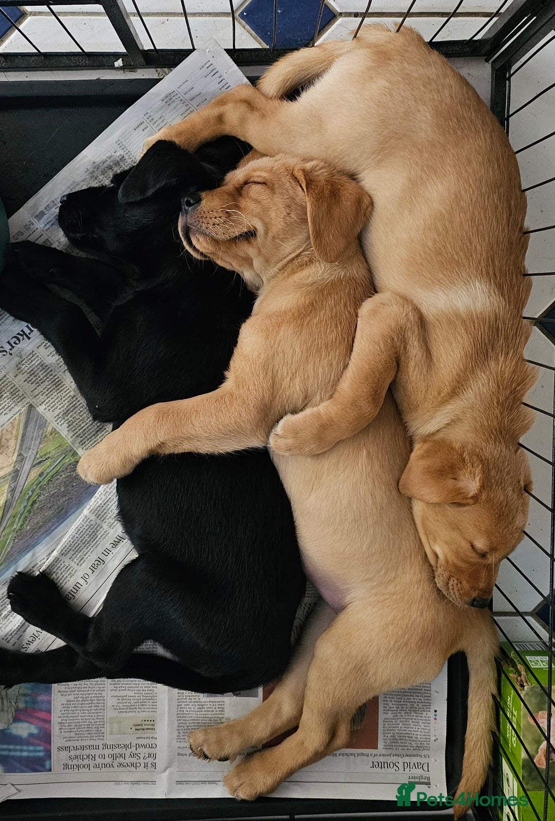 Labrador Retriever dogs for sale: 3 little girls for sale - Image 1