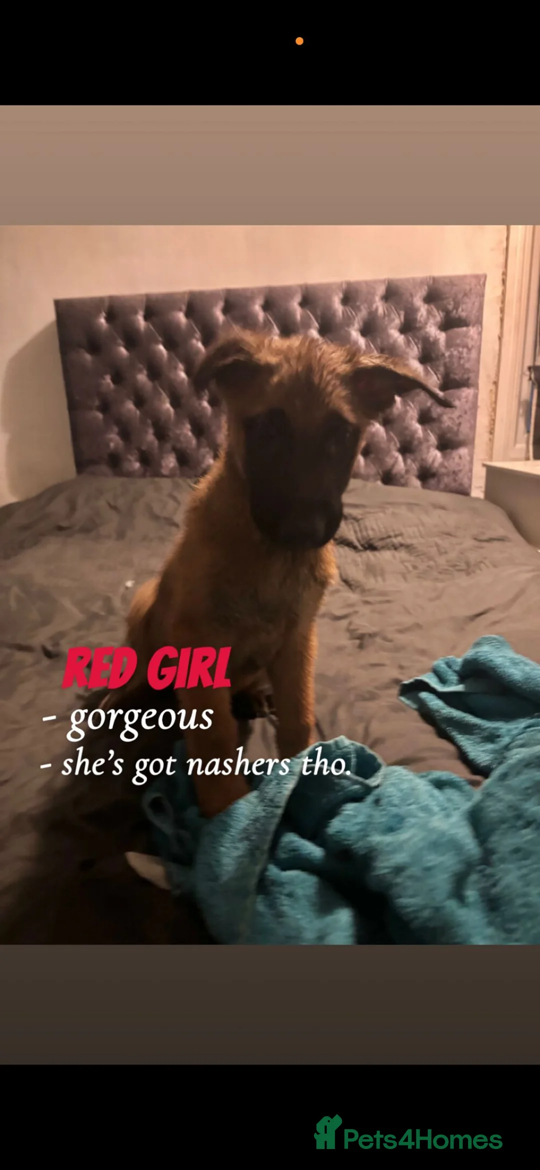 Mixed Breed dogs for sale: Beautiful german shepherd cross belgium malis pups - Advert 8