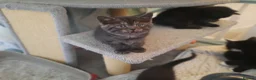 Mixed Breed cats for sale: Three loving and playful kittens needing homes - Advert 4