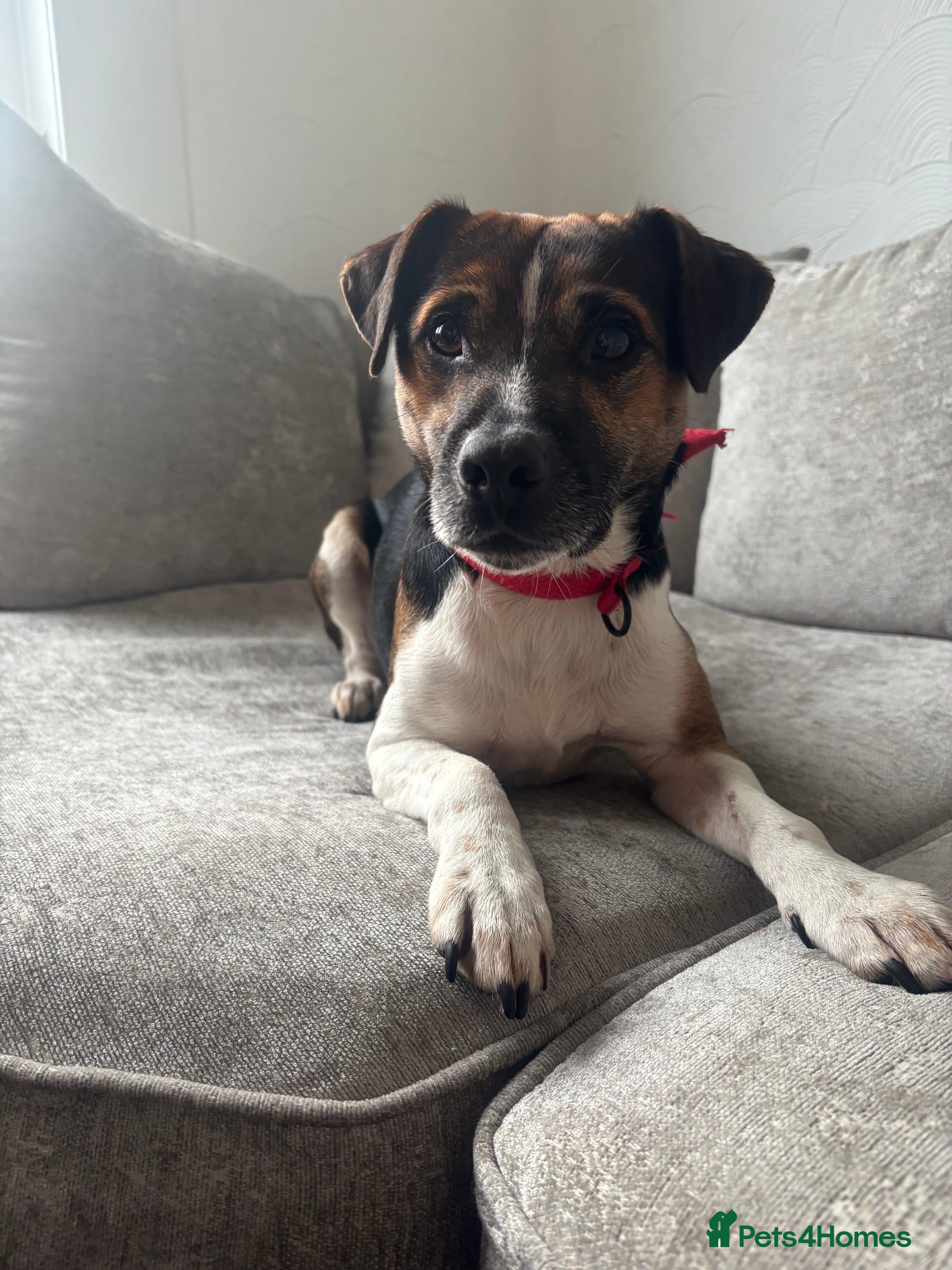 Mixed Breed dogs 5 year old Bertie the Plummer terrier  - Advert 7