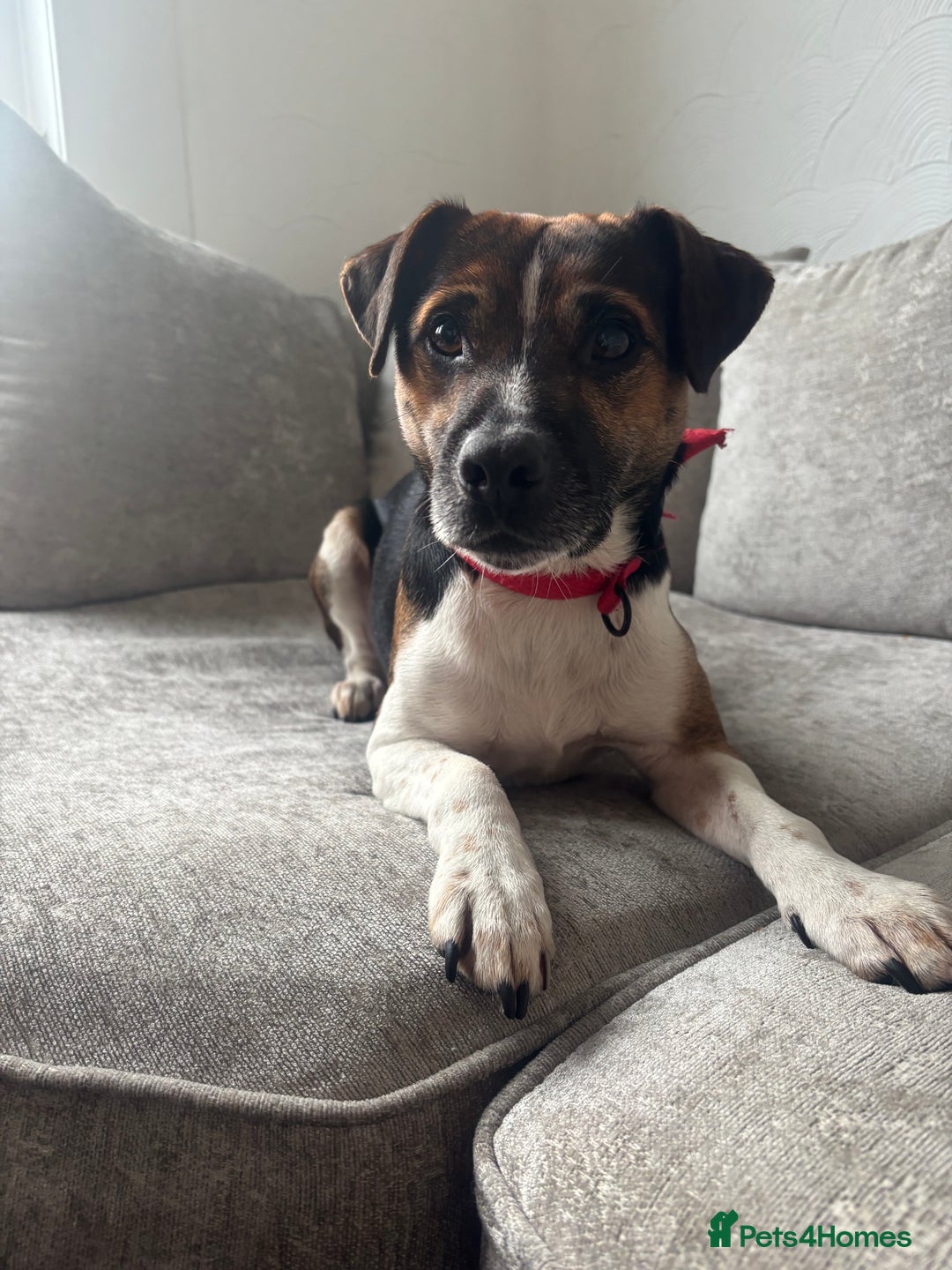 Mixed Breed dogs for sale: 5 year old Bertie the Plummer terrier  - Advert 1