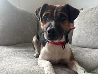 Mixed Breed dogs 5 year old Bertie the Plummer terrier - Advert 4