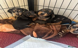 Dachshund dogs for sale: READY to leave dachshund puppy’s for sale  - Image 21
