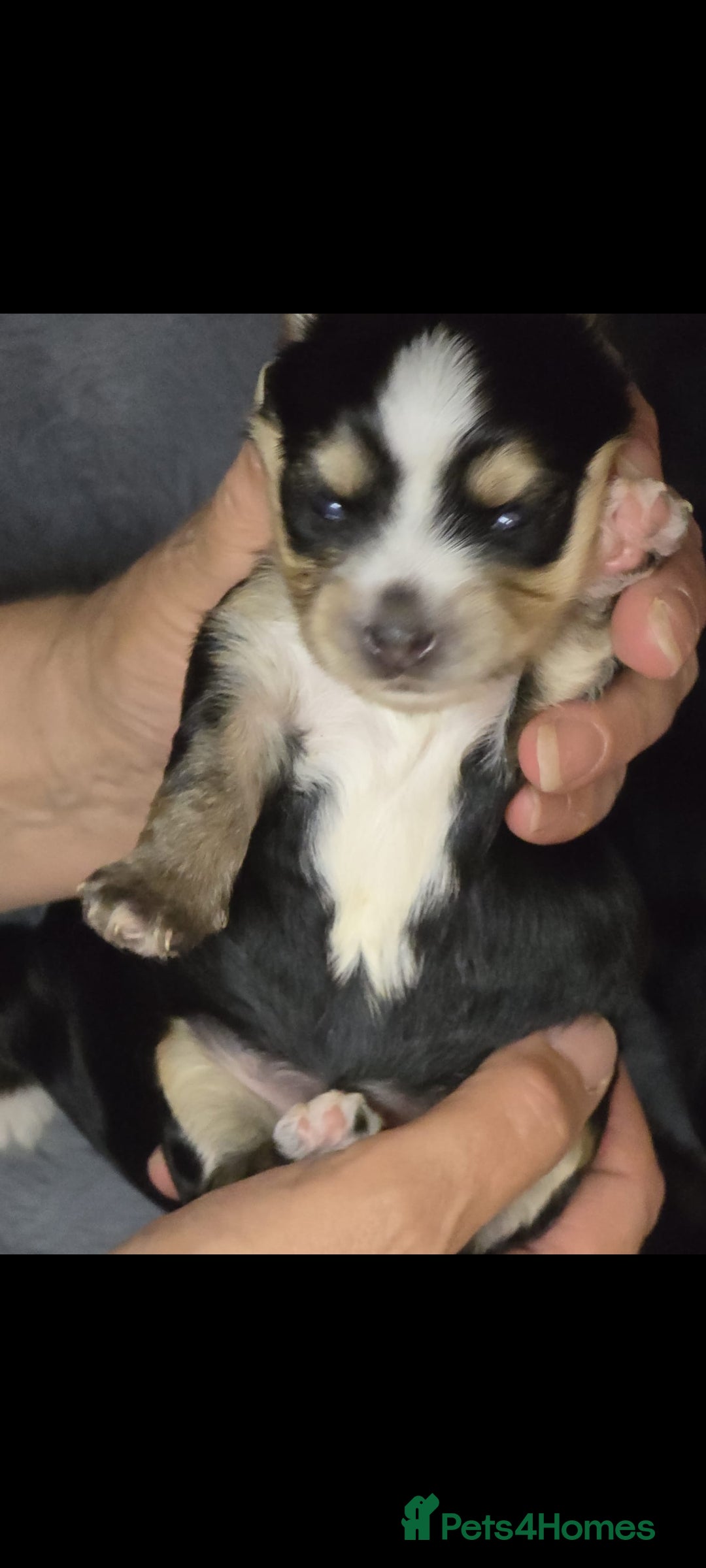 Yorkshire Terrier dogs for sale: Biews yorkshire terriers  - Image 3