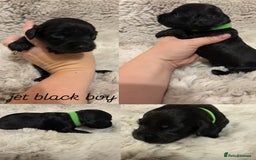 Sprocker dogs for sale: Sprocker puppies for sale - Advert 6