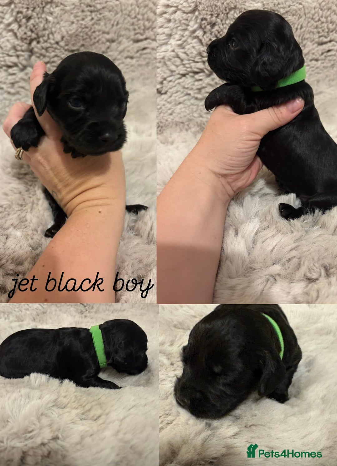 Sprocker dogs for sale: Sprocker puppies for sale - Advert 6