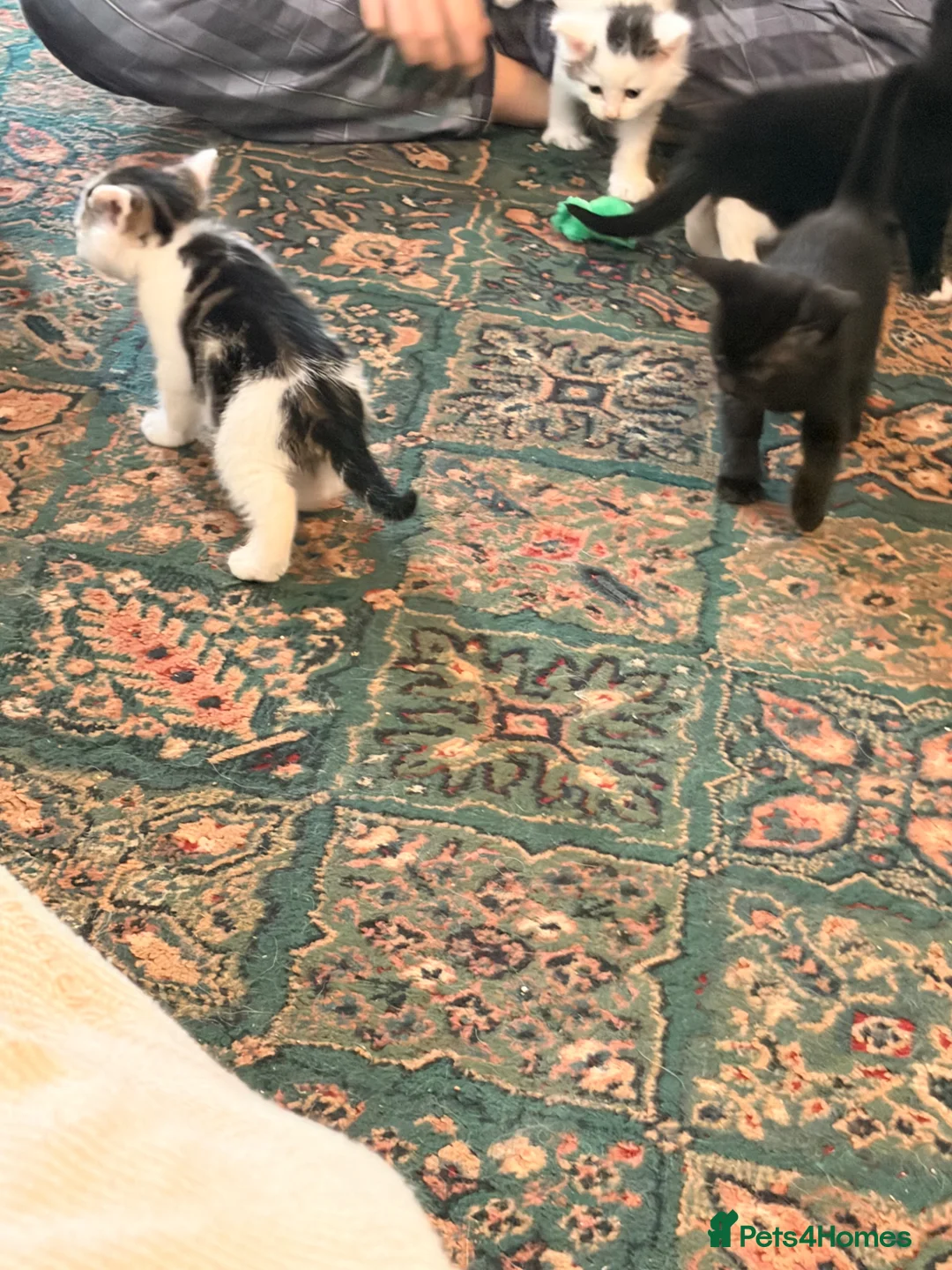 Mixed Breed cats for sale: 6 playful kittens for sale  - Advert 33