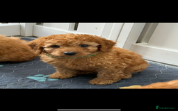 Cavapoo dogs for sale: Beautiful Cavapoo from DNA health tested parents  - Image 6