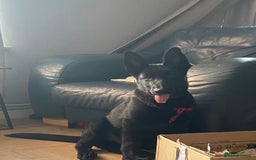 German Shepherd dogs for sale: 4 Month old German Shepherd Puppy for sale - Image 3