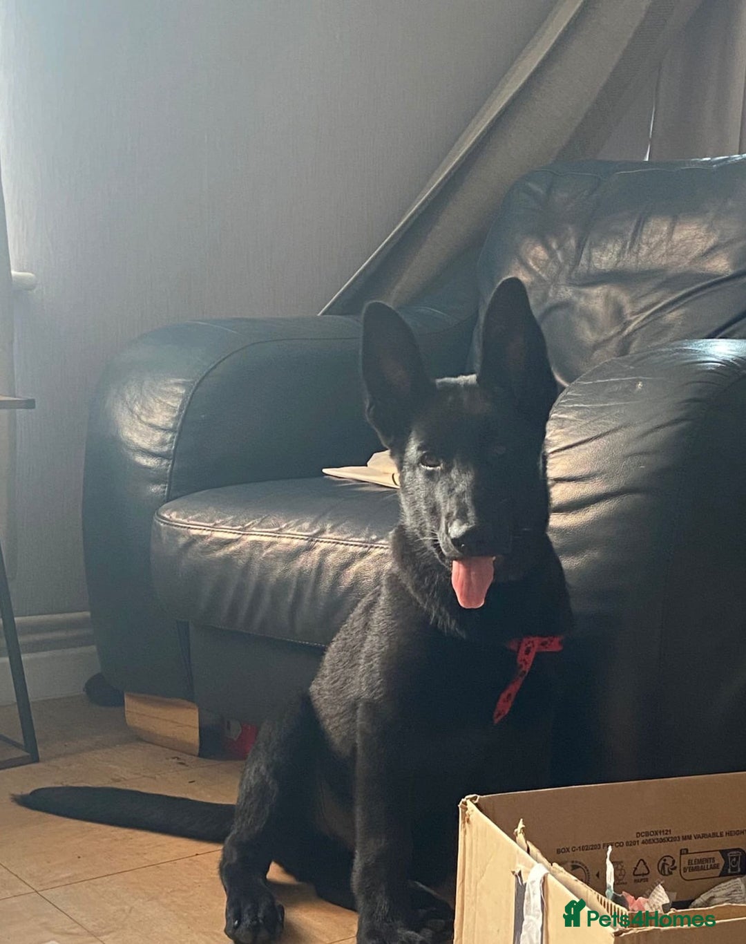 German Shepherd dogs for sale: 4 Month old German Shepherd Puppy for sale - Image 3